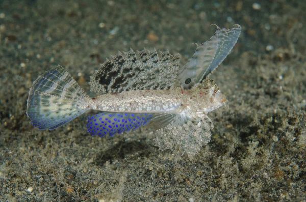 Indonesia, Lembeh Strait Dragonet fish